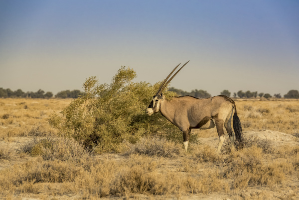 gemsbok or south african oryx