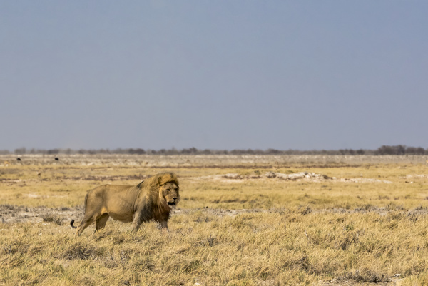 lion panthera leo