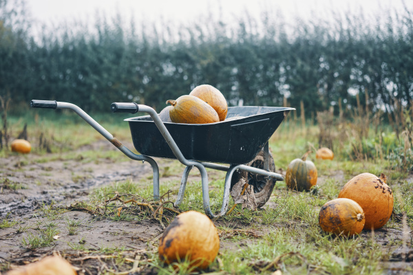 a wheelbarrow of pumpkins in a