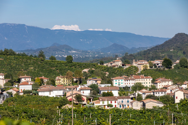 picturesque hills with vineyards of the