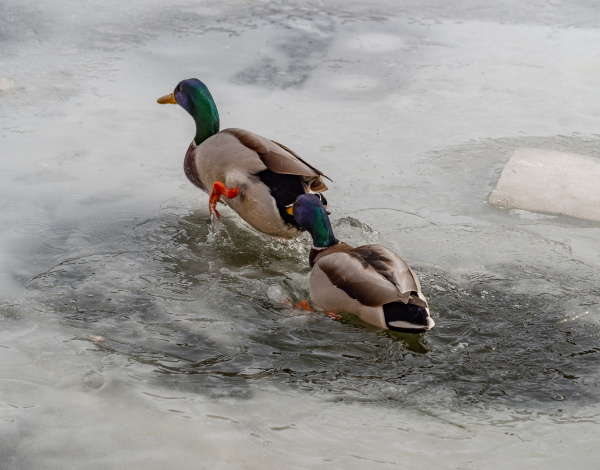 male mallard ducks in frozen lake