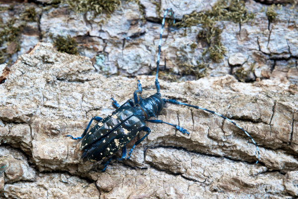 asian longhorn beetle anoplophora
