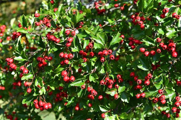 red fruits of the hawthorn