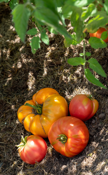colorful tomatoes of different sizes and