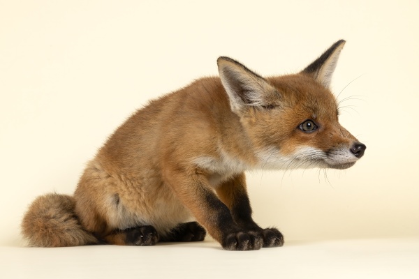 mammal fox 2020 32725