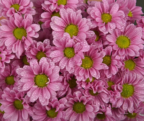 close up background of pink chrysanthemum