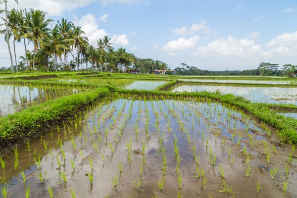 rice fields of bali