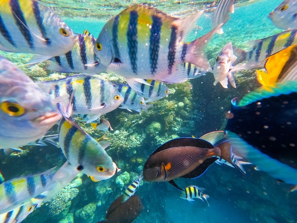 underwater, colorful, tropical, fishes, - 28858049
