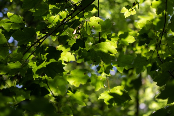 sun lit foliage in forest