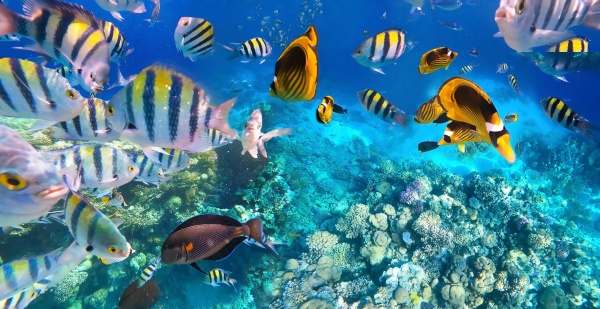 underwater, colorful, tropical, fishes, - 28863326