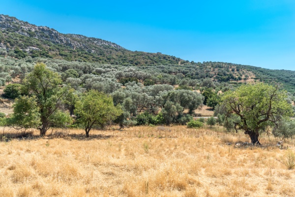 typical landscape in the foothills of