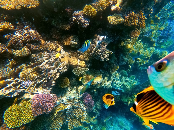 underwater, colorful, tropical, fishes, - 28888788