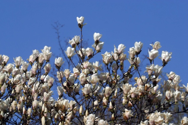 blossoming magnolia