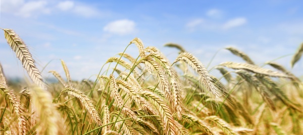 barley field panorama in the summer