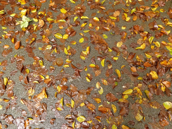 autumnal colored leaves on a wet
