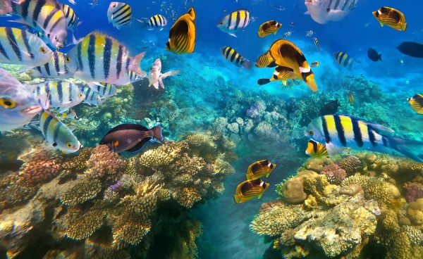 underwater, colorful, tropical, fishes, - 28976208