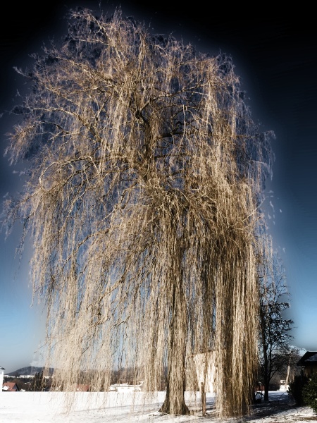 weeping willow in wintertime