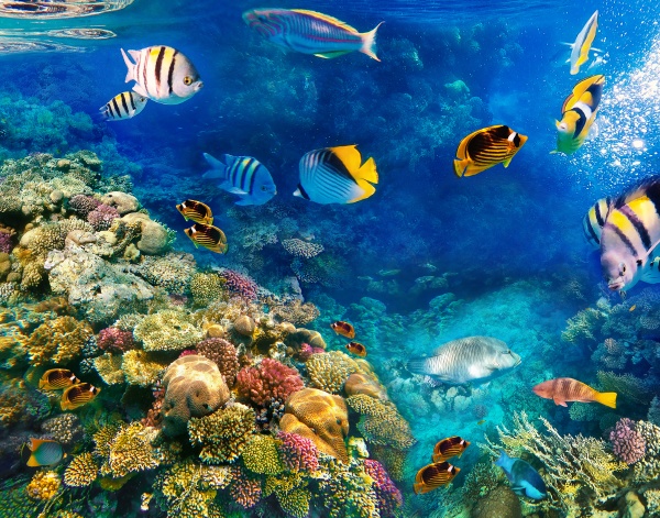 underwater, world, , coral, fishes, of - 28999252