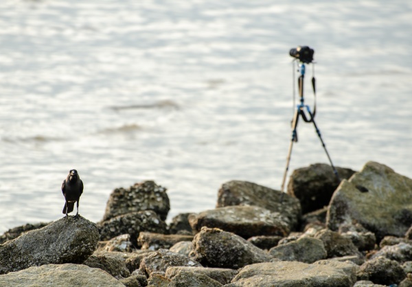 a crow stand beside camera at