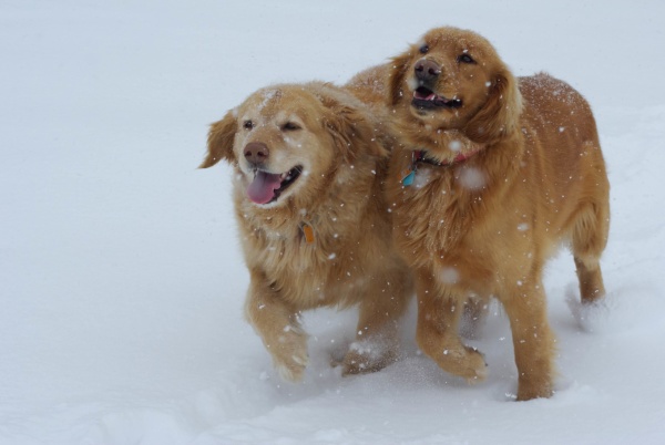two happy long haired dogs running