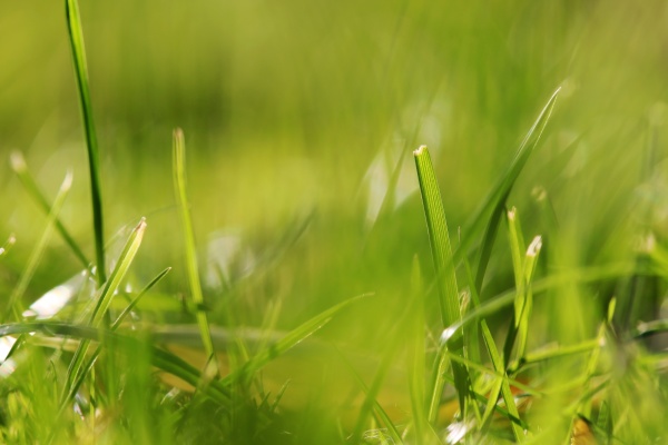 blurred photo of green grasses and