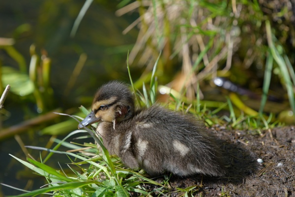 young baby mallard duck with fresh