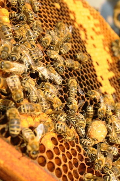 honeycomb with western honey bees