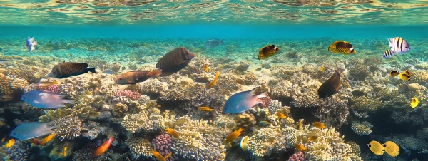 underwater, colorful, tropical, fishes, - 29049206