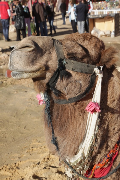 head of a camel