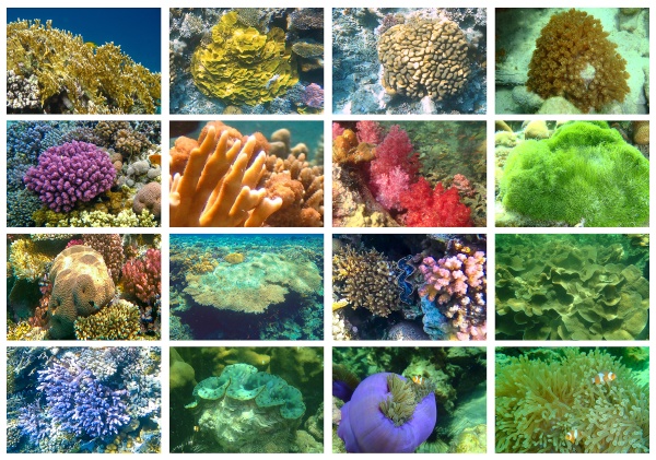 tropical, sea, underwater, with, coral, reefs - 29065622