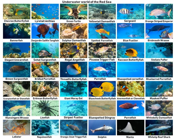collage of underwater images collection