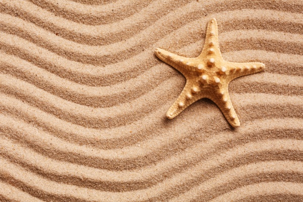 beautiful starfish on sand and warm