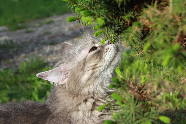 fluffy gray cat enjoying spring greenery