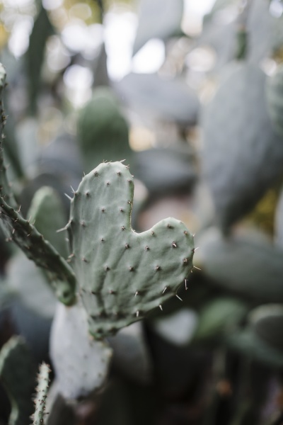 cactus plant at park