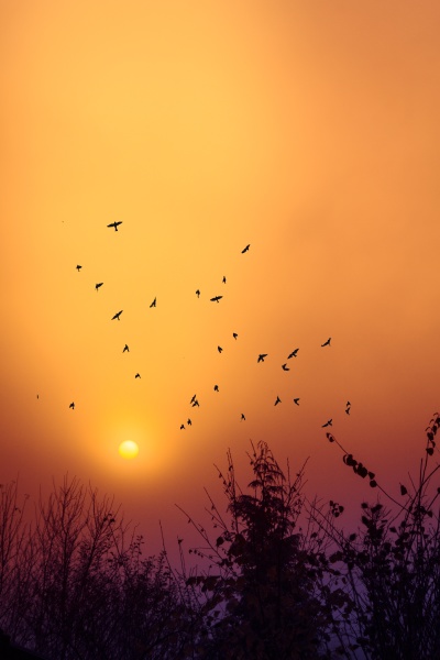 silhouettes of birds flying in front