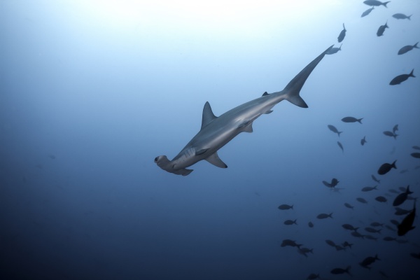 costa rica scalloped hammerhead shark