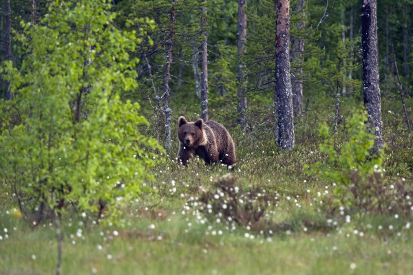 finland kuhmo brown bear