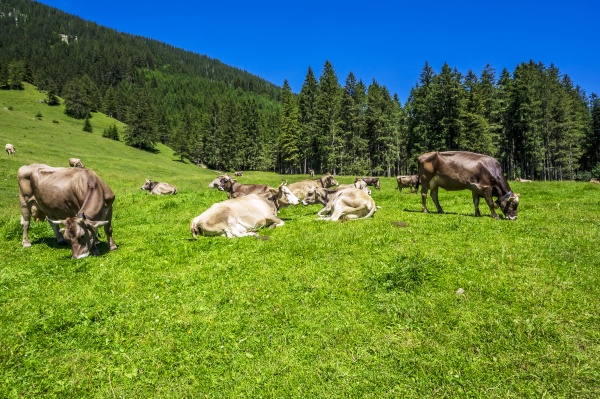 cattle grazing and relaxing in tannheimer