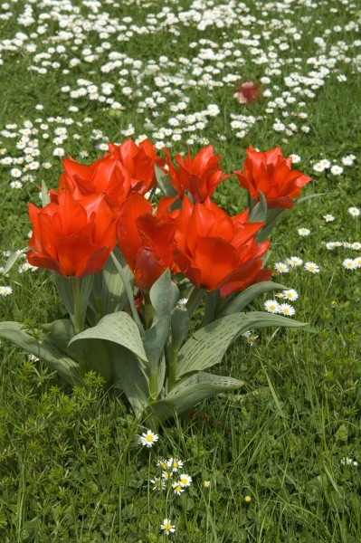 blumenwiese tulpen