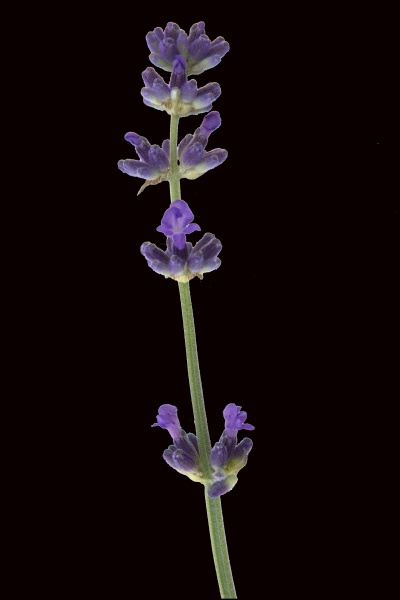 lavendel lavendula angustifolia