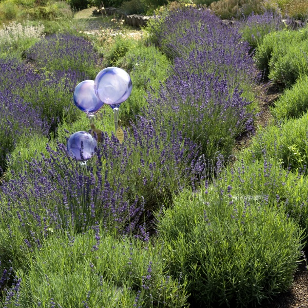 lavendel lavendula hidcote blue
