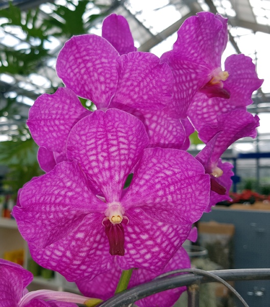 orchidee vanda hybride