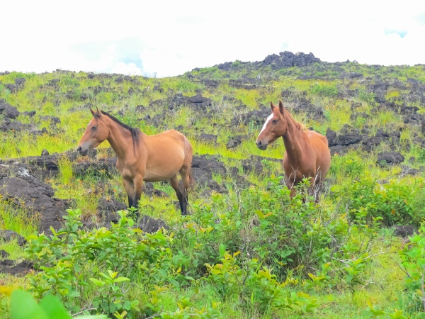 grazing horses on easter island