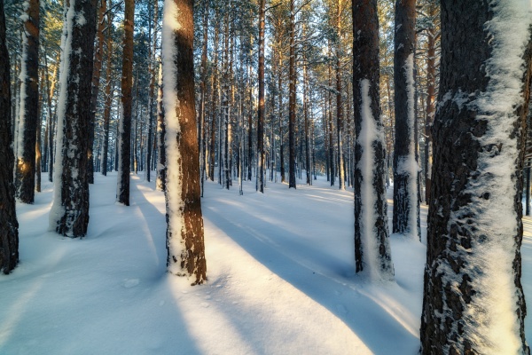 winter landscape in a pine forest