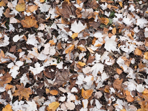 brown autumn leaves background