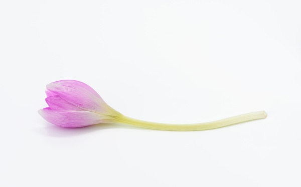 bud of a purple crocus flower