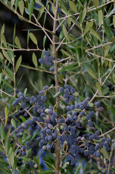 drupes of olive