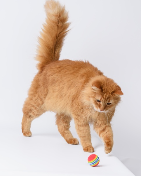 adult fluffy red cat plays with