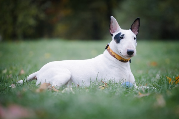 white bull breed dog with a