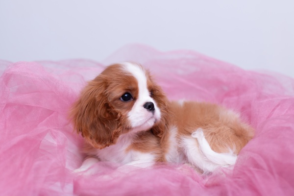 cavalier king charles spaniel puppy laying